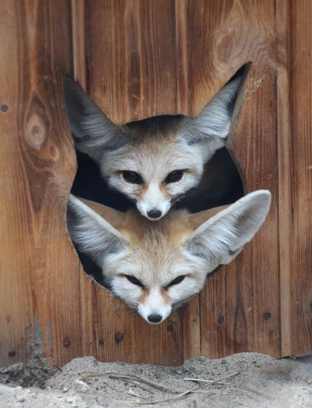 , Алексей Родак