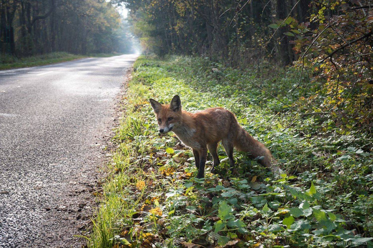 , Татьяна Рутковская