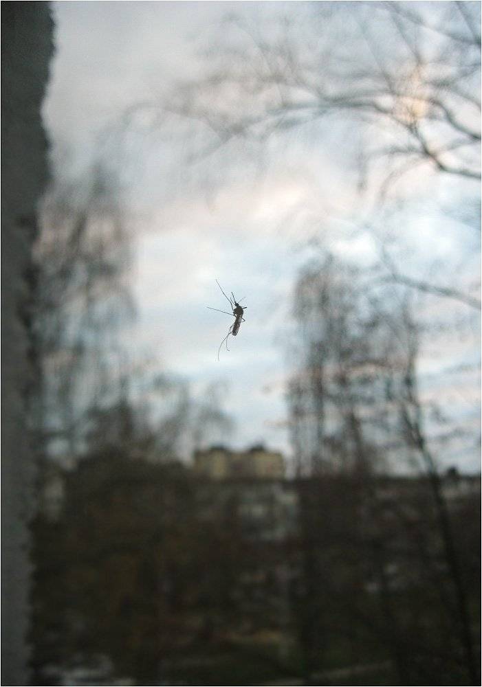 комар, КарОл