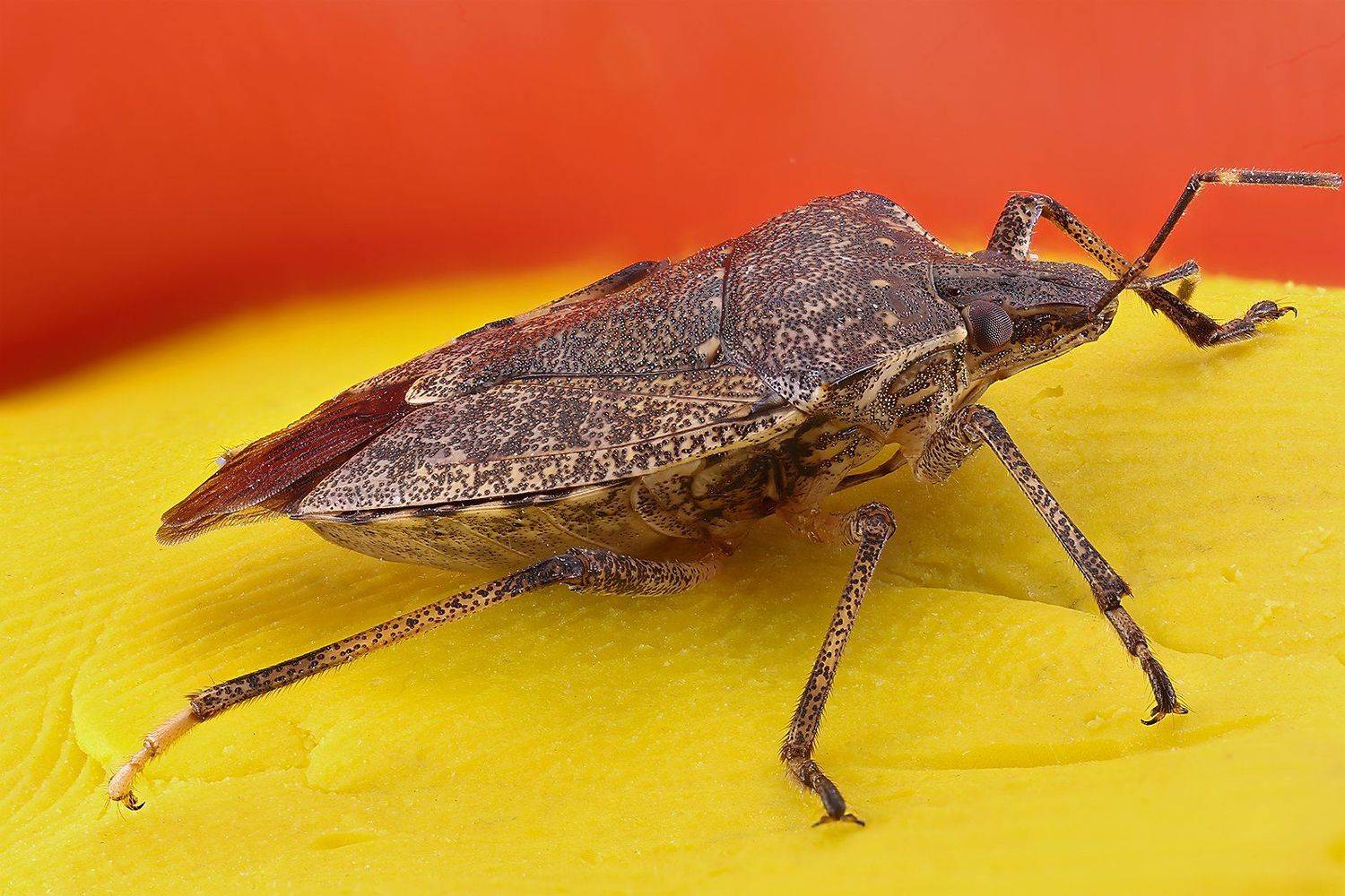 жук насекомое макро, Борис Фотомания