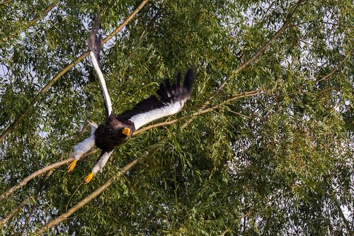 Белоплечий хищник