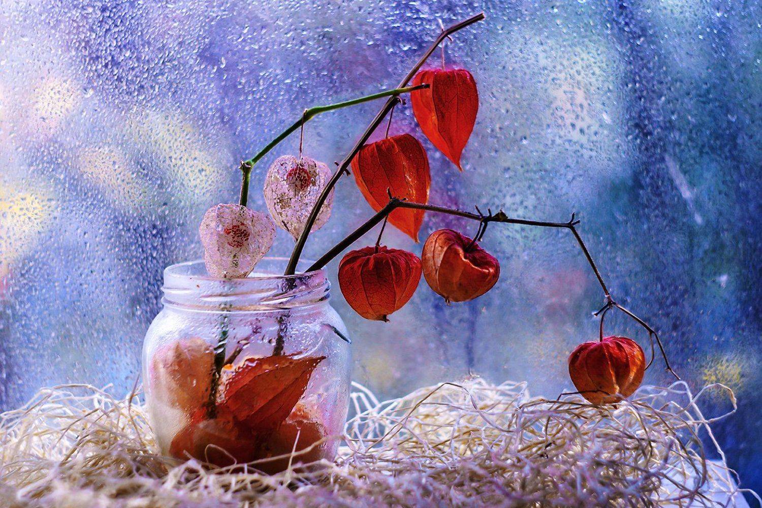 , Марина Соколова