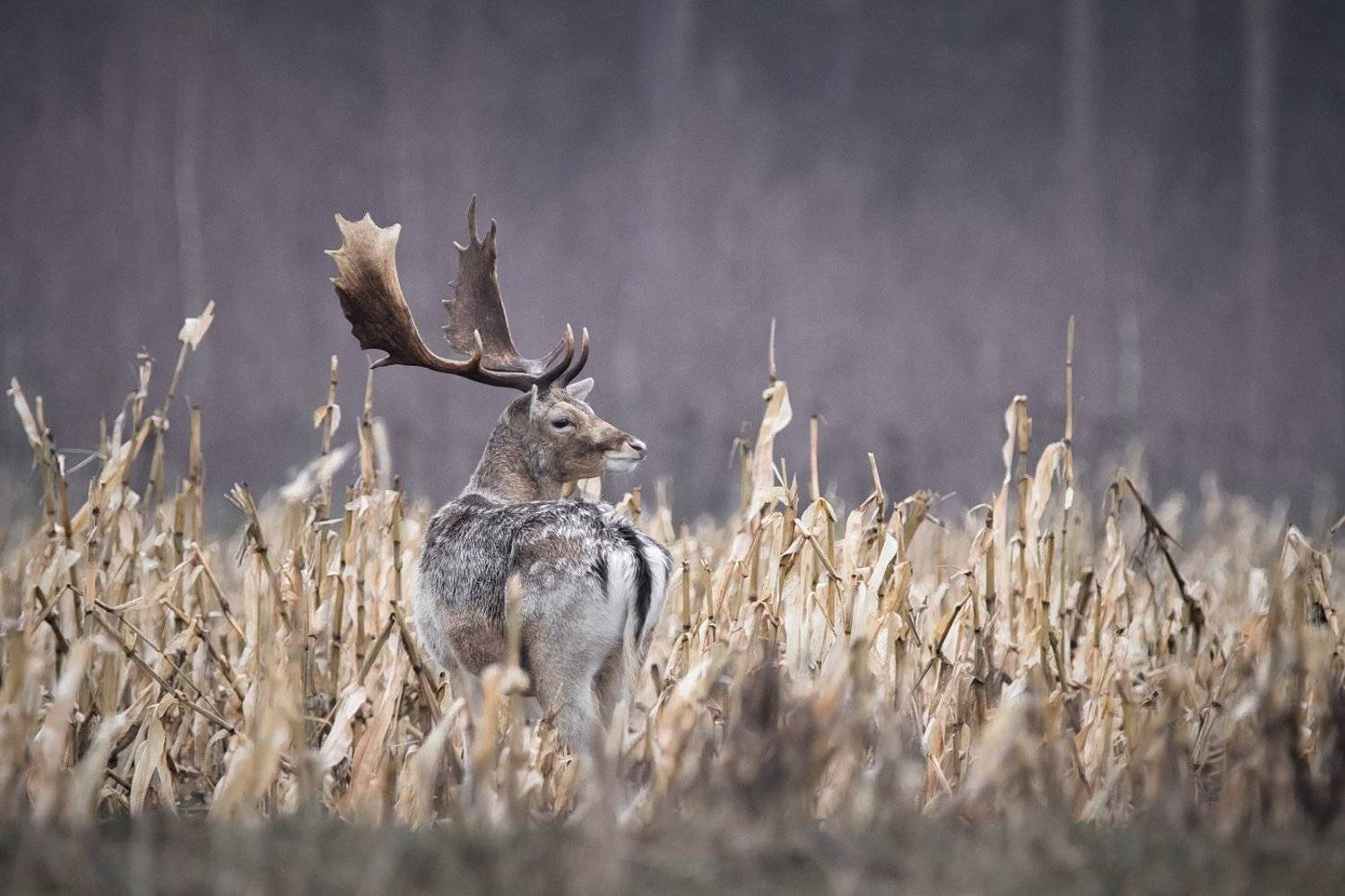 , Дмитрий Вилюнов