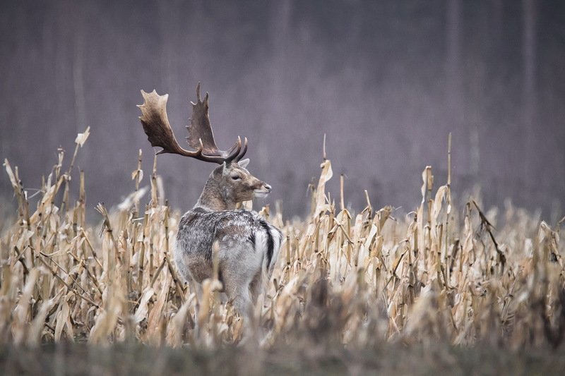 Сиреневый туман фото превью