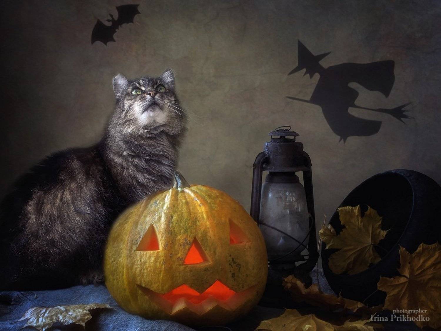 котонатюрморт, котопортрет, кот Мейсон, Хеллоуин, Ирина Приходько