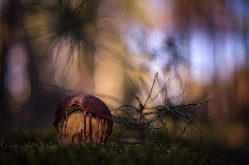 Чудо лесное фото превью