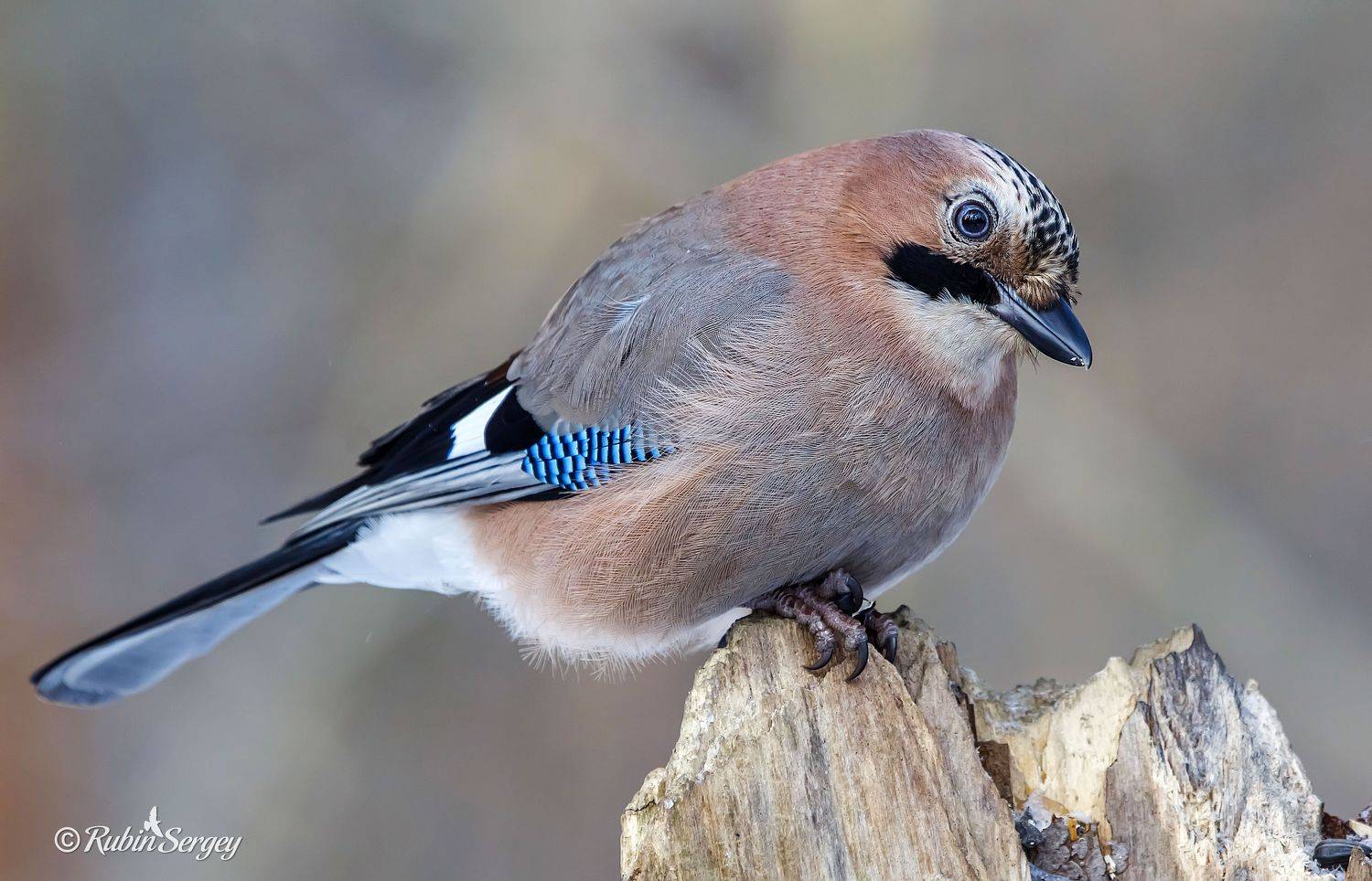 сойка, семейство врановые, Garrulus glandarius , Сергей Рубин