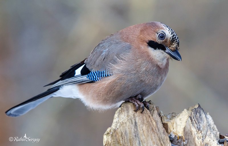 сойка, семейство врановые, Garrulus glandarius  Осенняя сойка фото превью