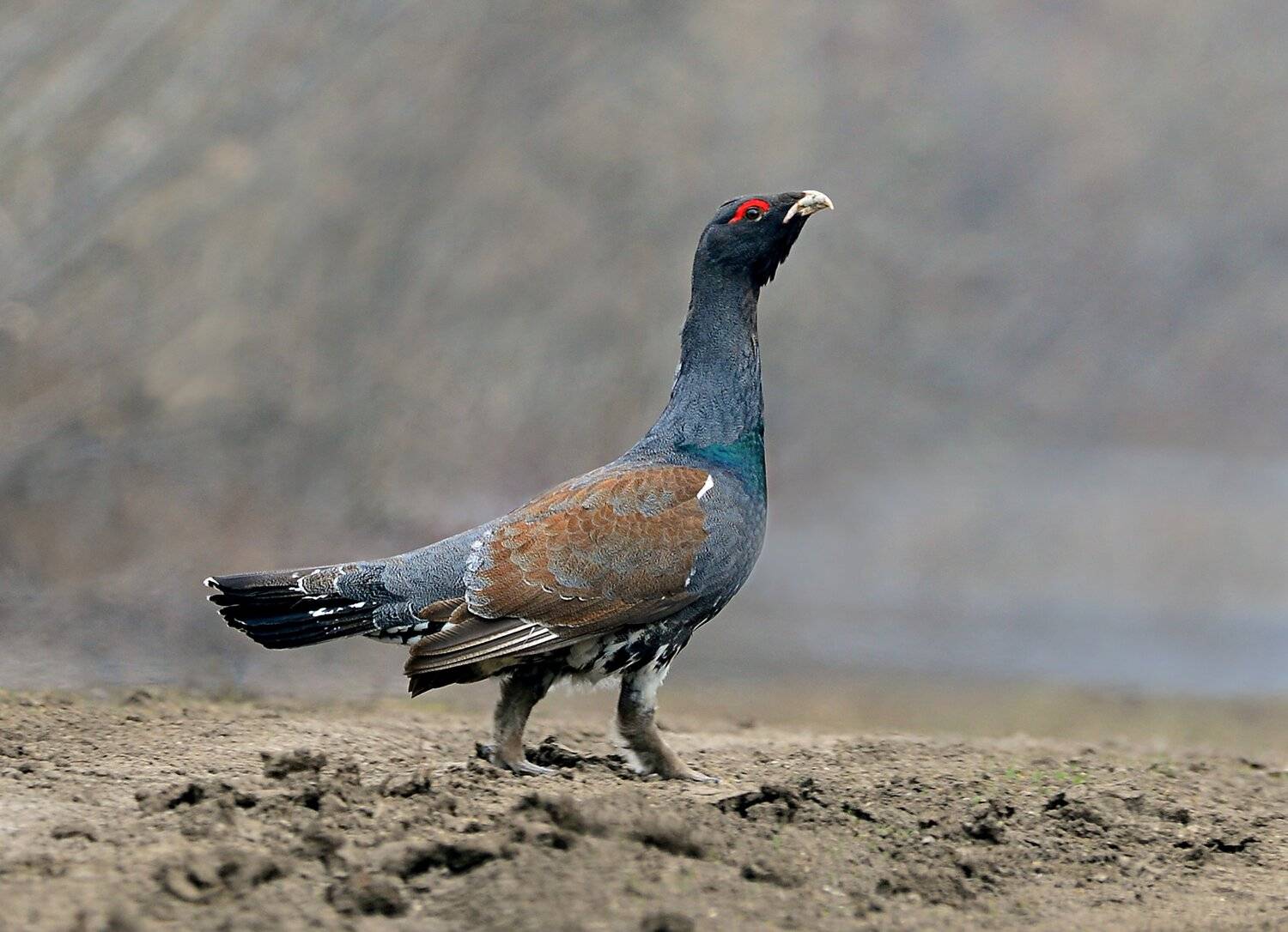 , Михаил Белоусов