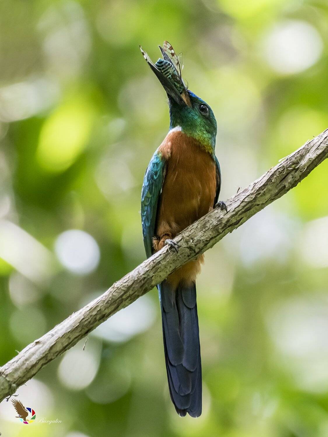 , Fernando Burgalin Sequeira