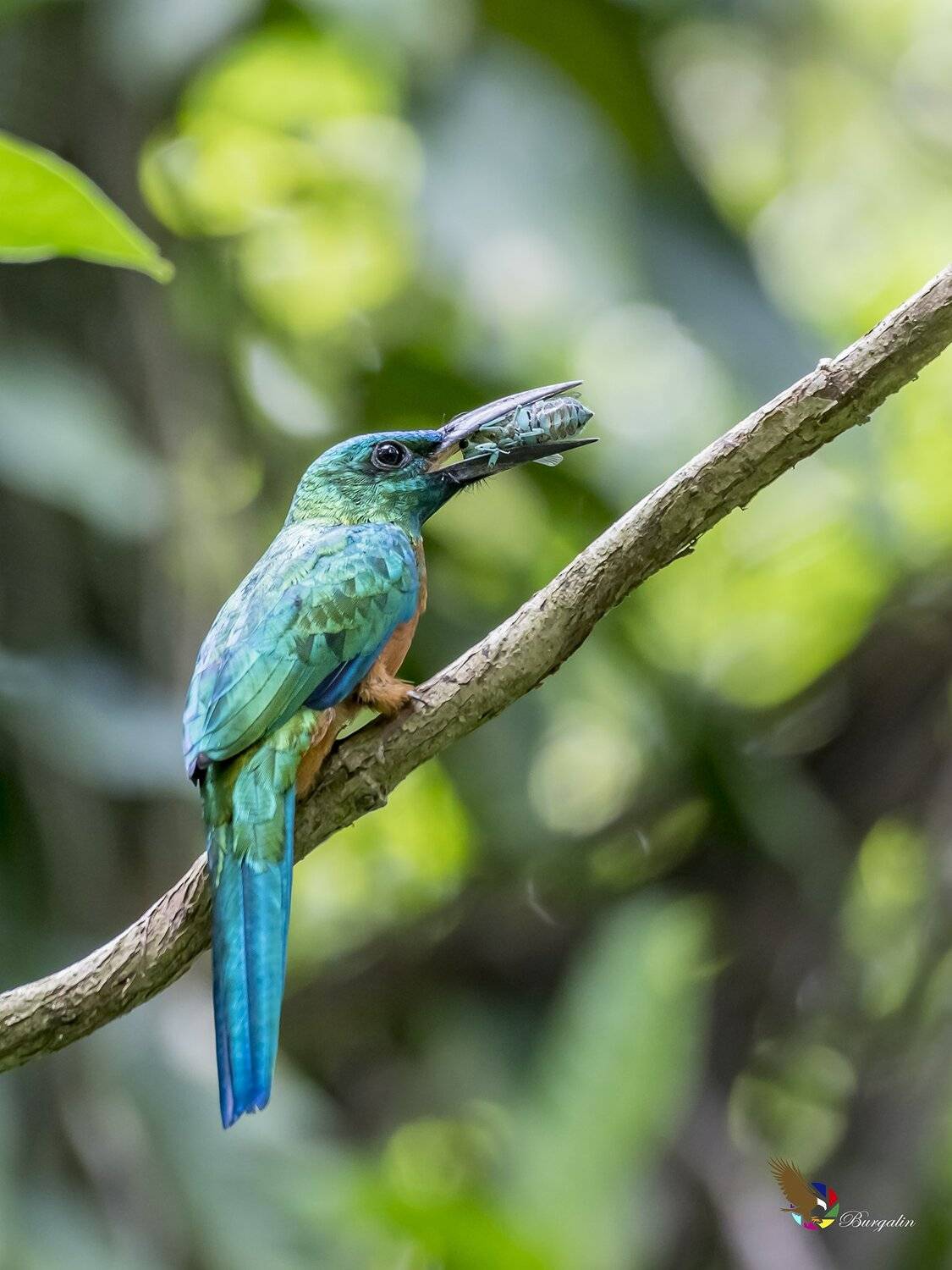 , Fernando Burgalin Sequeira