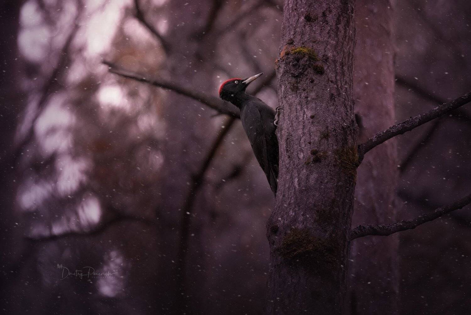 природа, лес, животные, птицы, Дмитрий Посевич