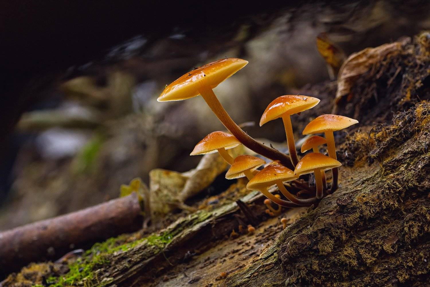 гриб,ветки,мох,вода,лес,свет,блик, Юрий Котов