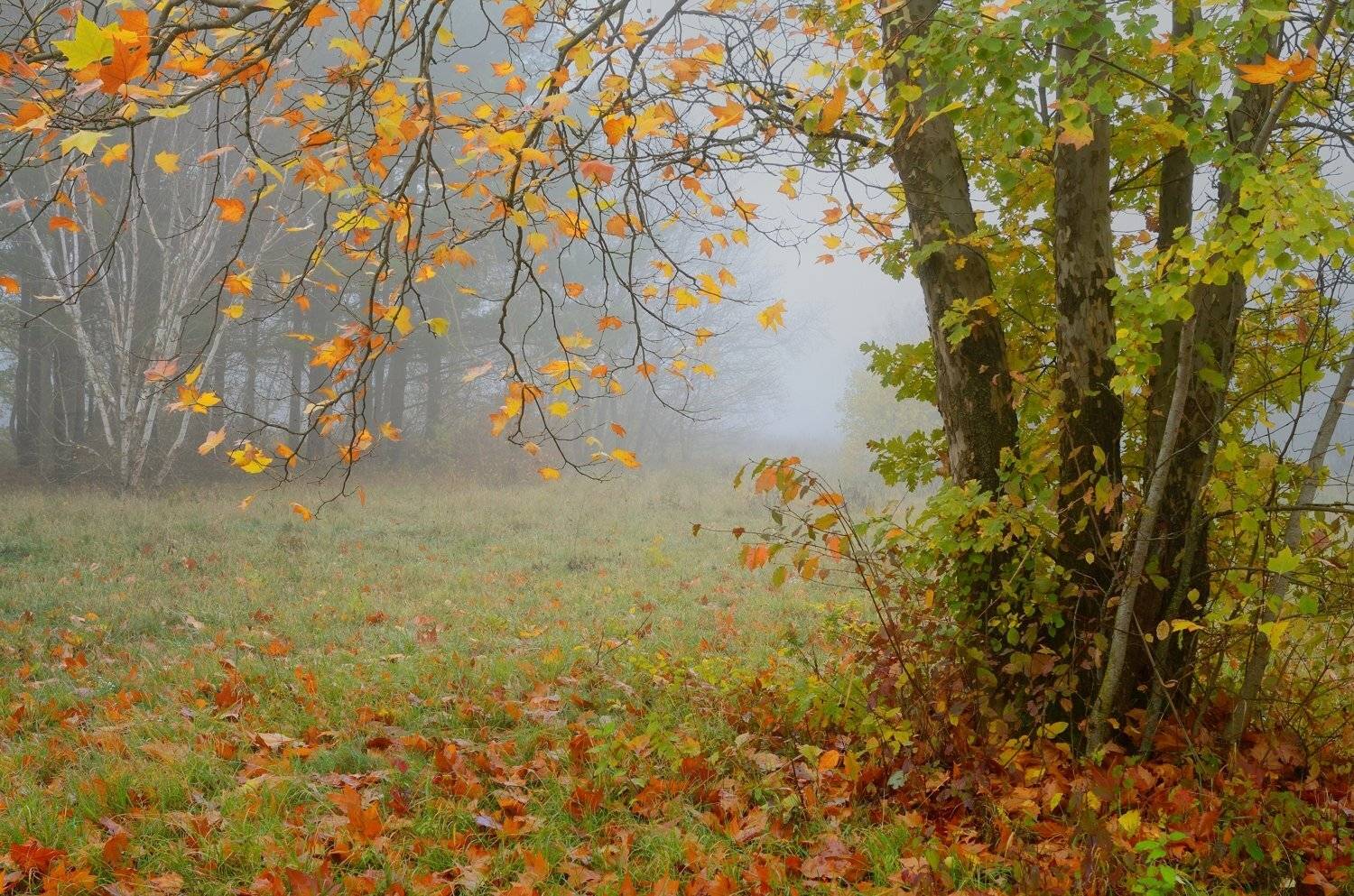 осень листва утро деревья туман, Александр Жарников