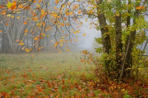 Осеннее утро