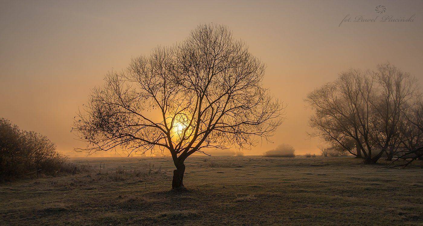 , Pawel Plucinski