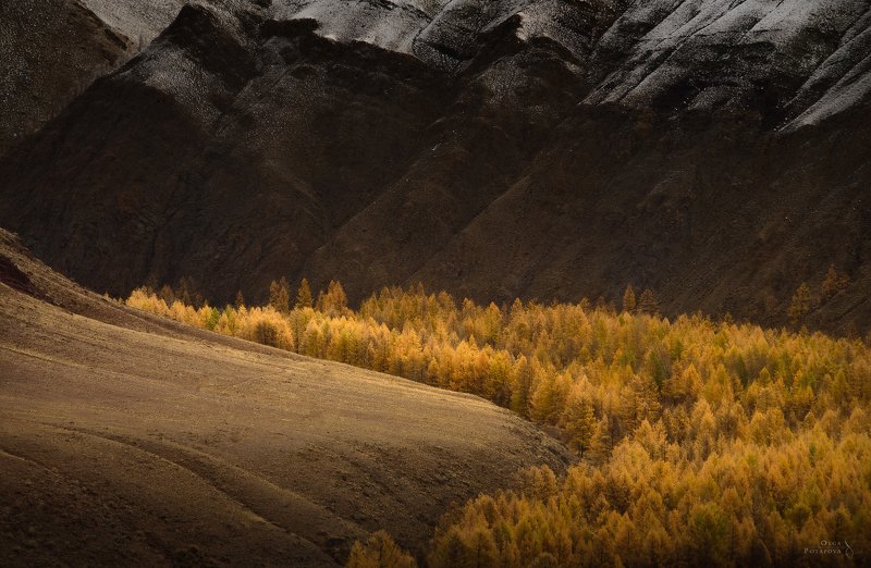 курайская степь, чуйская степь, алтай, золотая осень Золотая осень Алтая фото превью