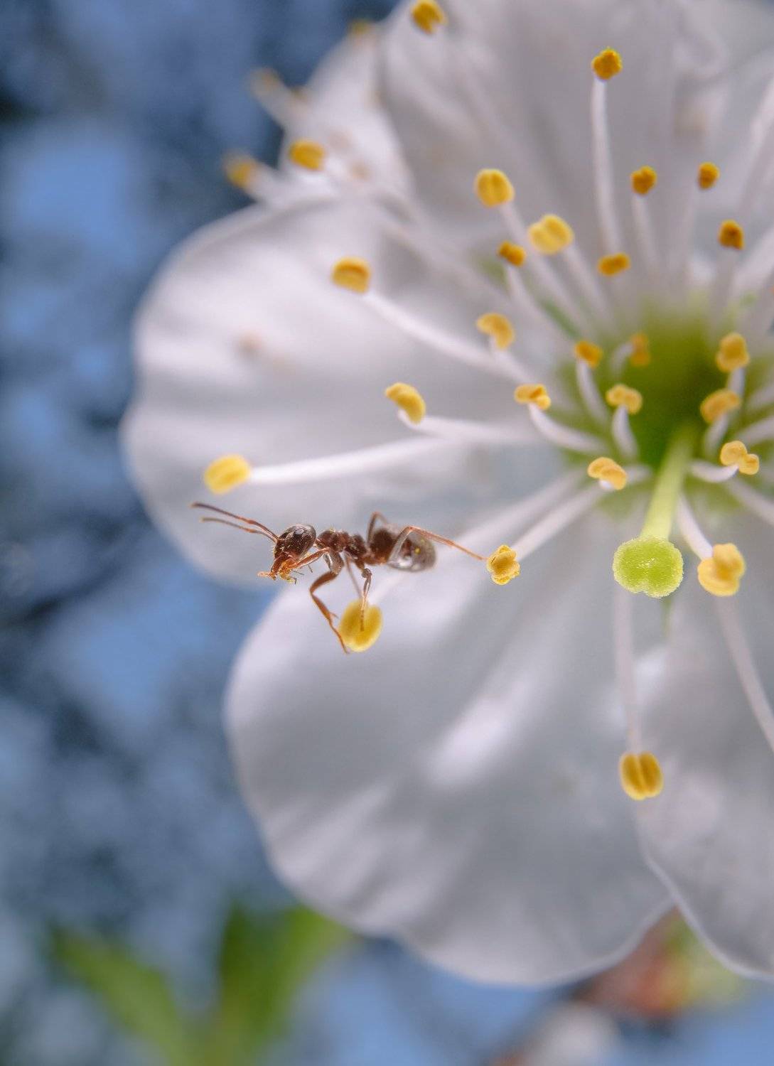 муравей, чёрный муравей, насекомые, цветок, цветение вишни, белый цветок, пестики, тычинки, цветок крупно, макро цветок, широкоугольный объектив, сумерки, весна, Ксения Соварцева