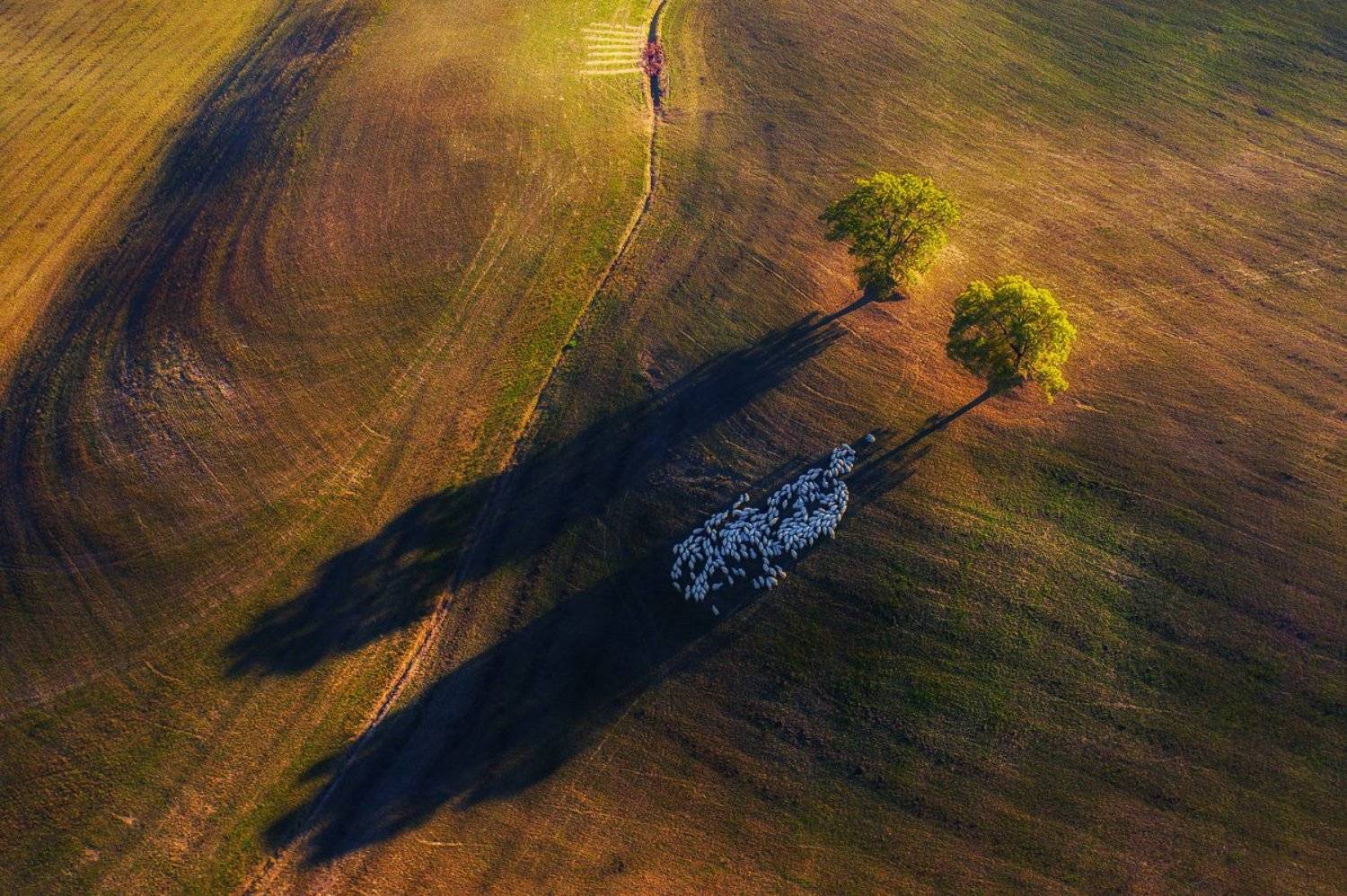 tuscany,sheep,nature,light, Marek Biegalski
