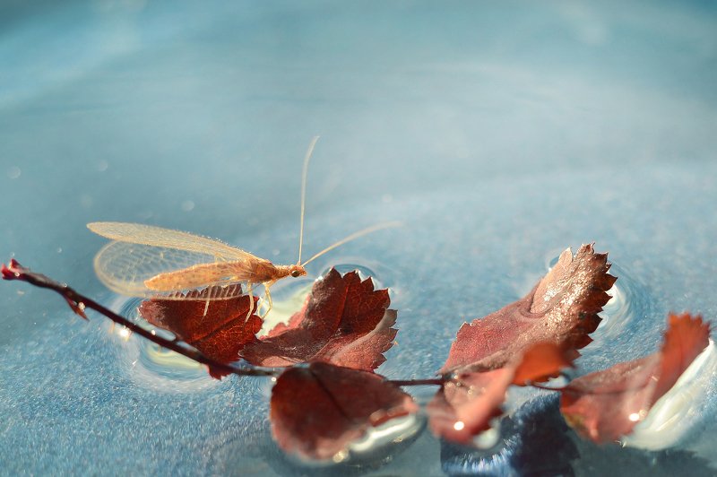 Златоглазка фото превью