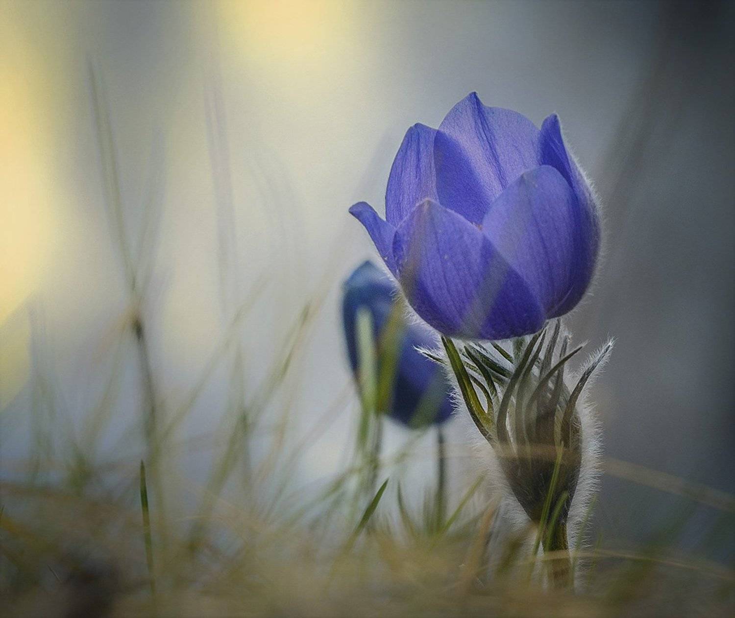 , Анатолий Зверев