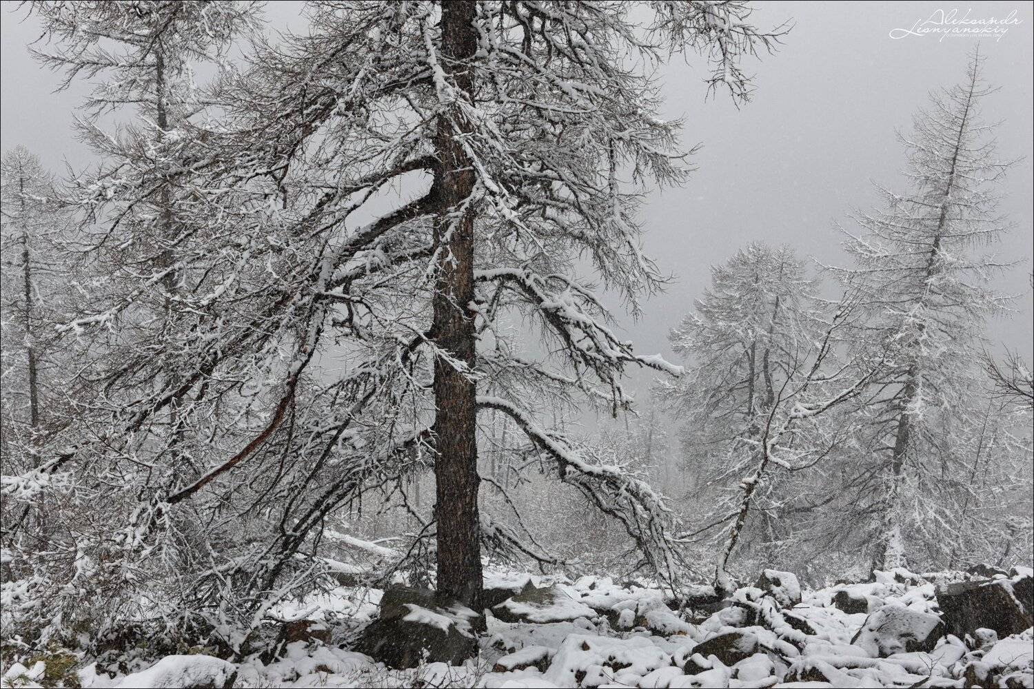 забайкальский край, Александр Леснянский