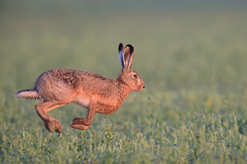 Kicaj фото превью