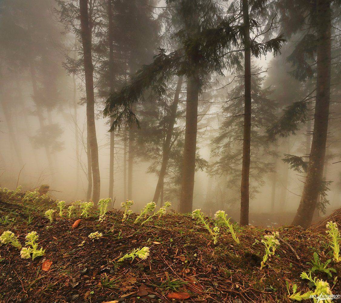 swiss, Матвеев Николай