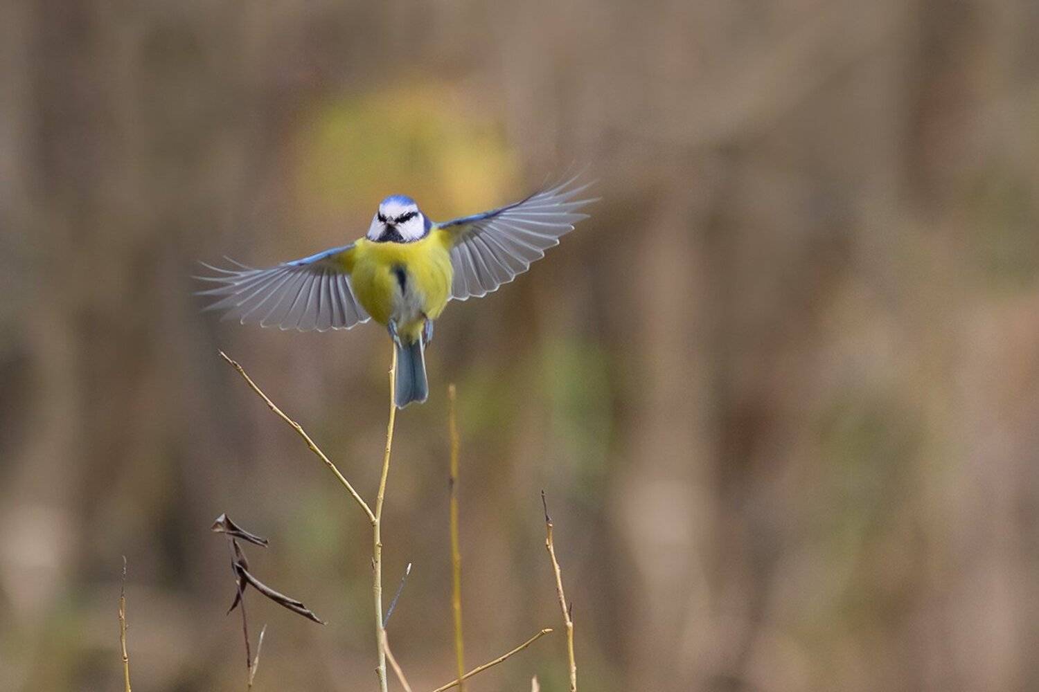 птица, лазоревка, взлёт, ветка, Наталия Сытина