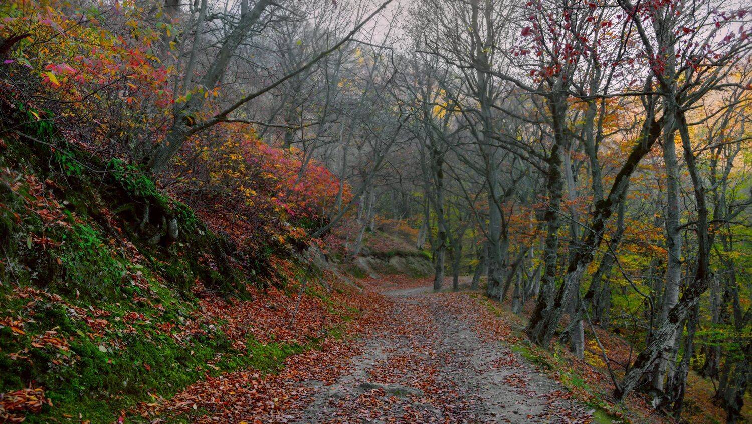 осень,тропинка,горный лес,пейзаж, Елена Брежицкая