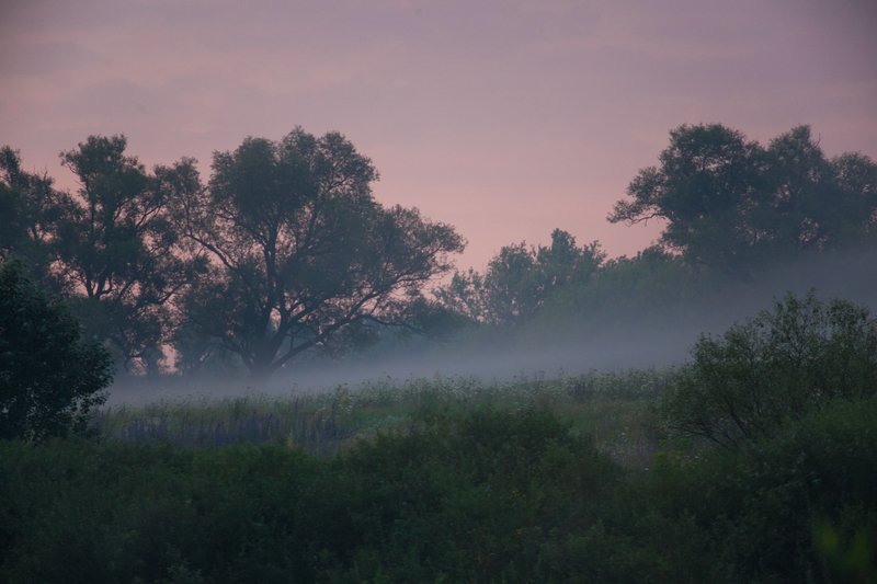 пейзаж, утро, туман, forest, nature, landscape июльская фото превью