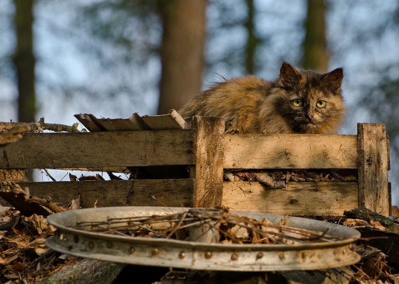 Котейка из Архангельского фото превью