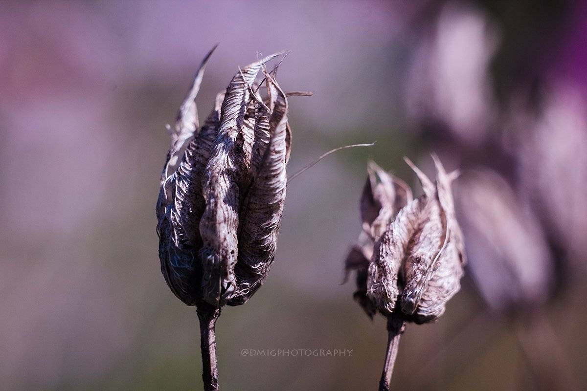 макро, цветы, природа, макромир, макросъёмка, гелиос44_2, осень, солнце, растение, , Дмитрий Гусалов