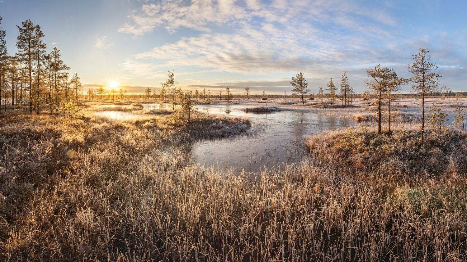болото, ленинградская область, ленобласть, фототур, изморозь, восход, ноябрь, Арсений Кашкаров