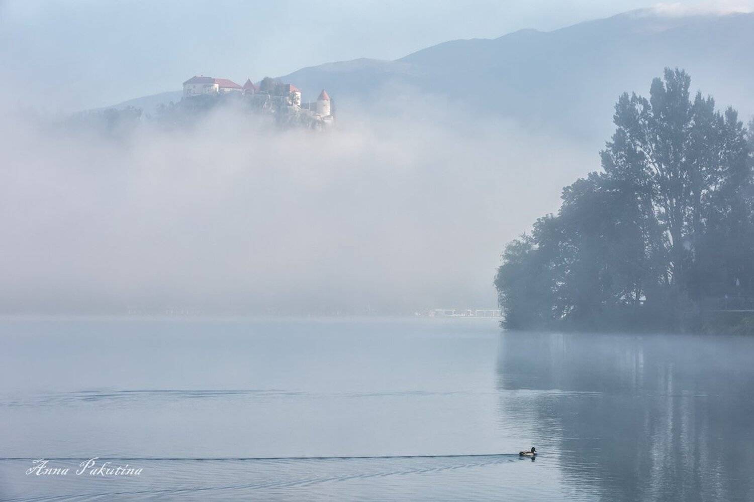 , Анна Пакутина