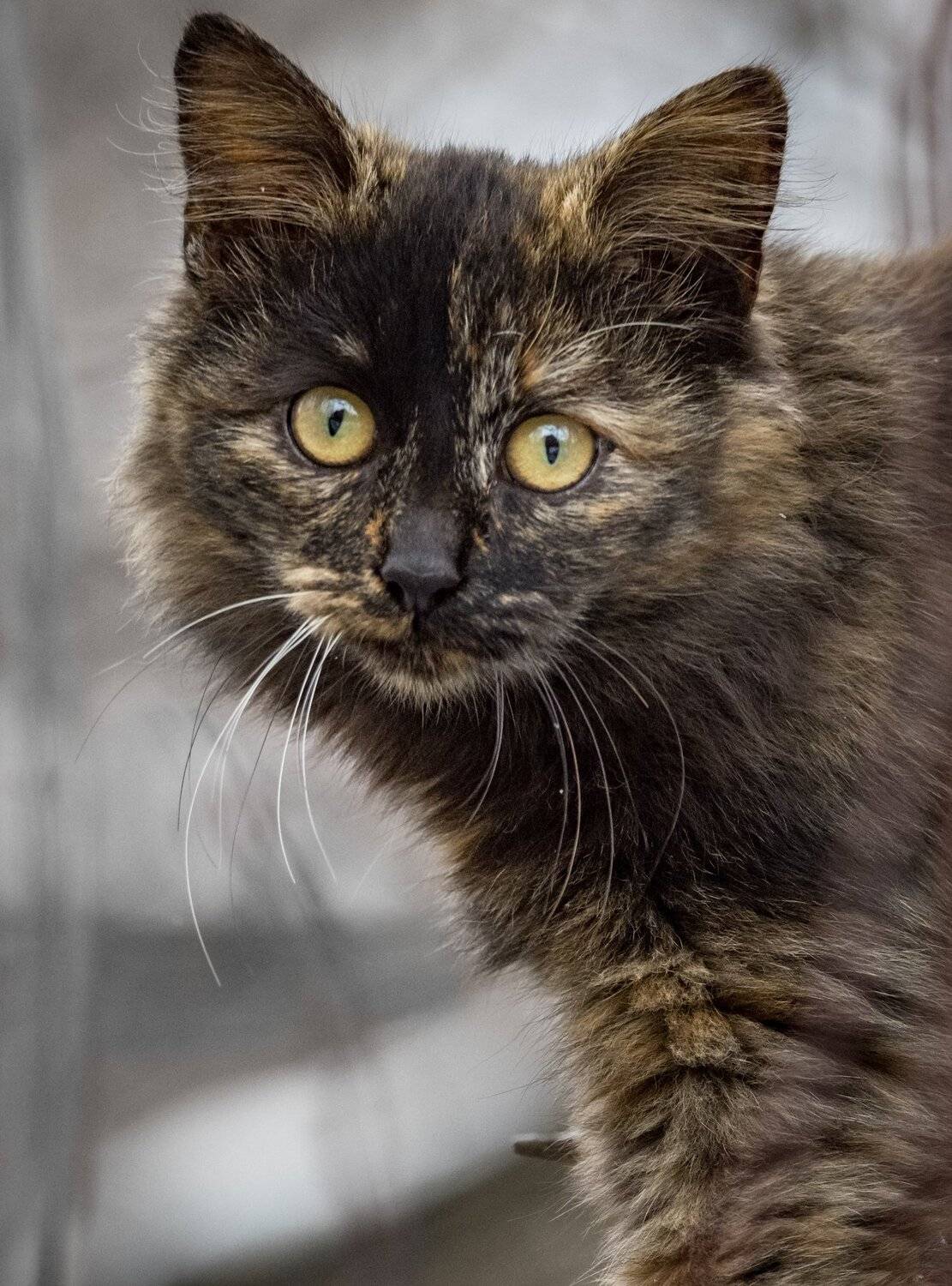 , Курлянцев Алексей