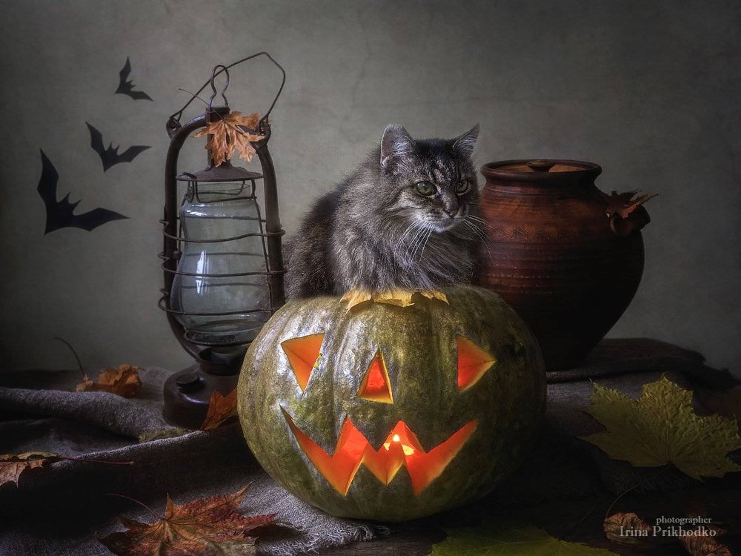 котопортрет, котонатюрморт,День Всех Святых, Хеллоуин, осень, , Ирина Приходько