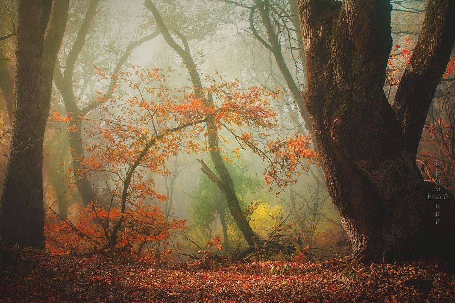 , Борис Костарев