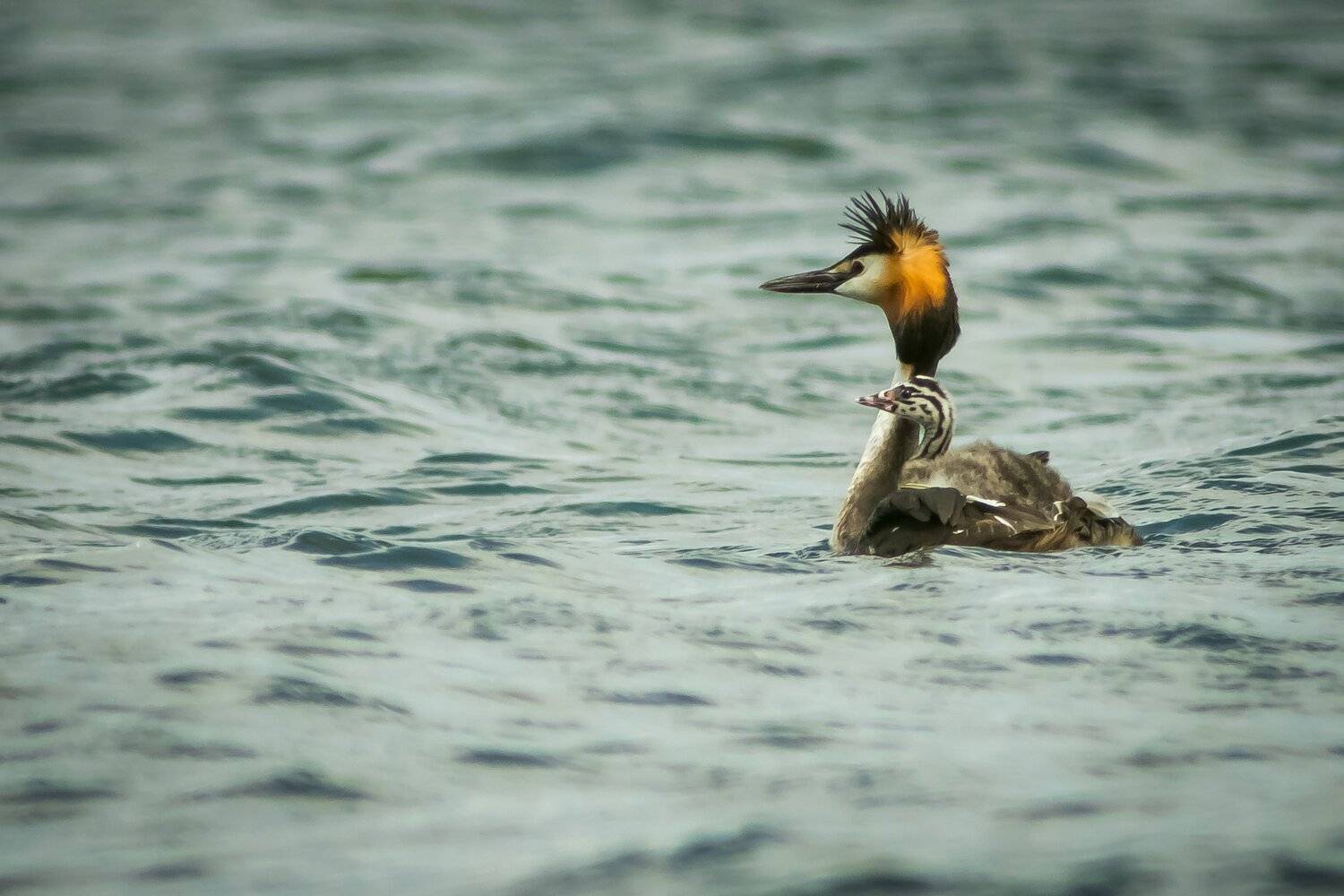 чомга, Суслов Дмитрий