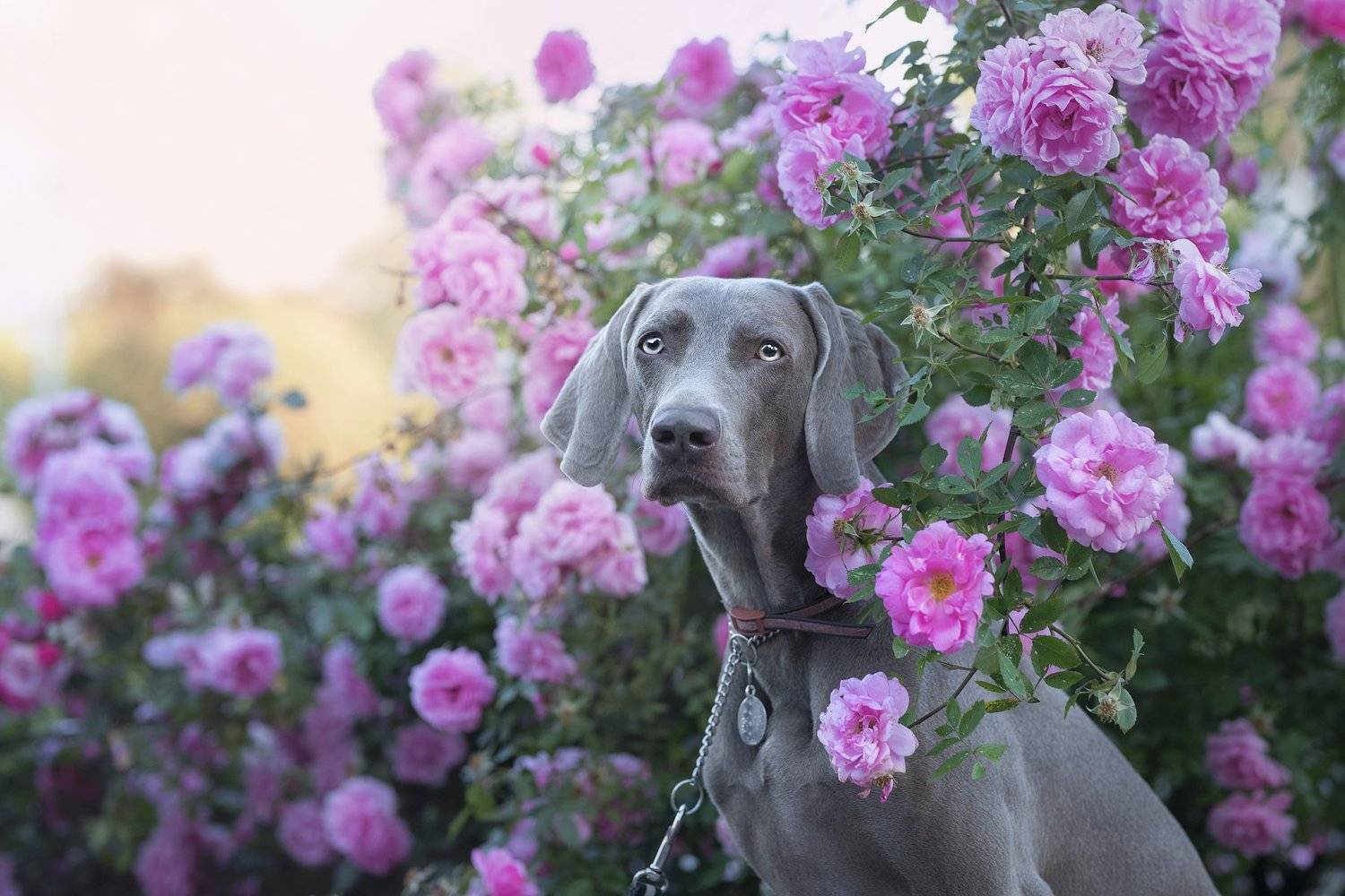 weimaraner, dog. flowers , Karina Saarestik
