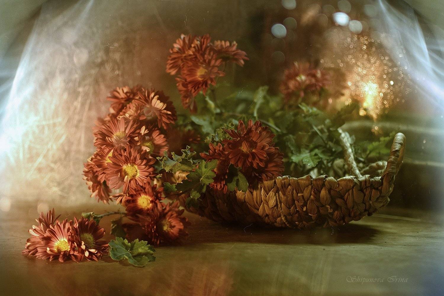 , Шипунова Ирина