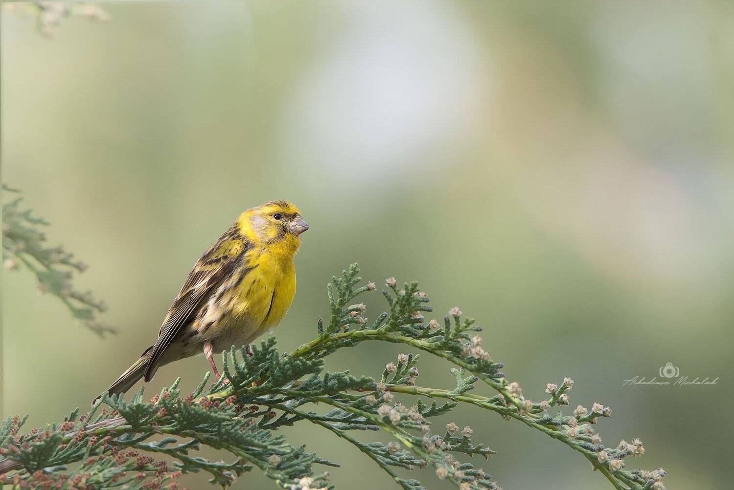 , Arkadiusz Michalak