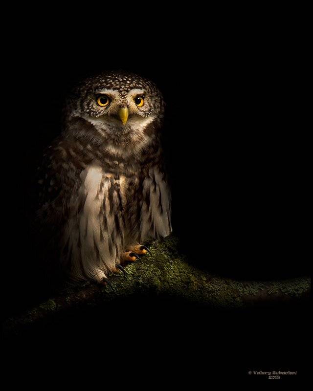 , Валерий Субачев