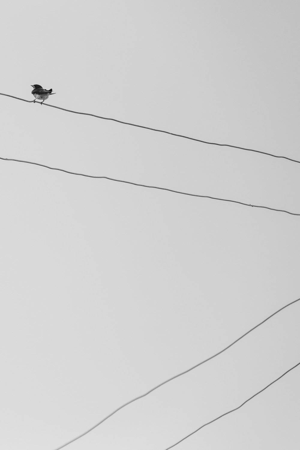 mohib ali photography, Mohib Ali