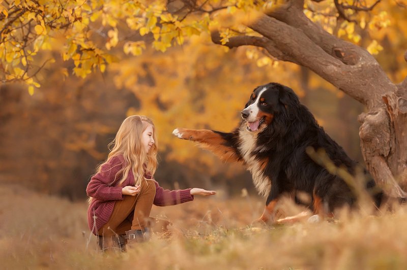 Дай лапу друг фото превью