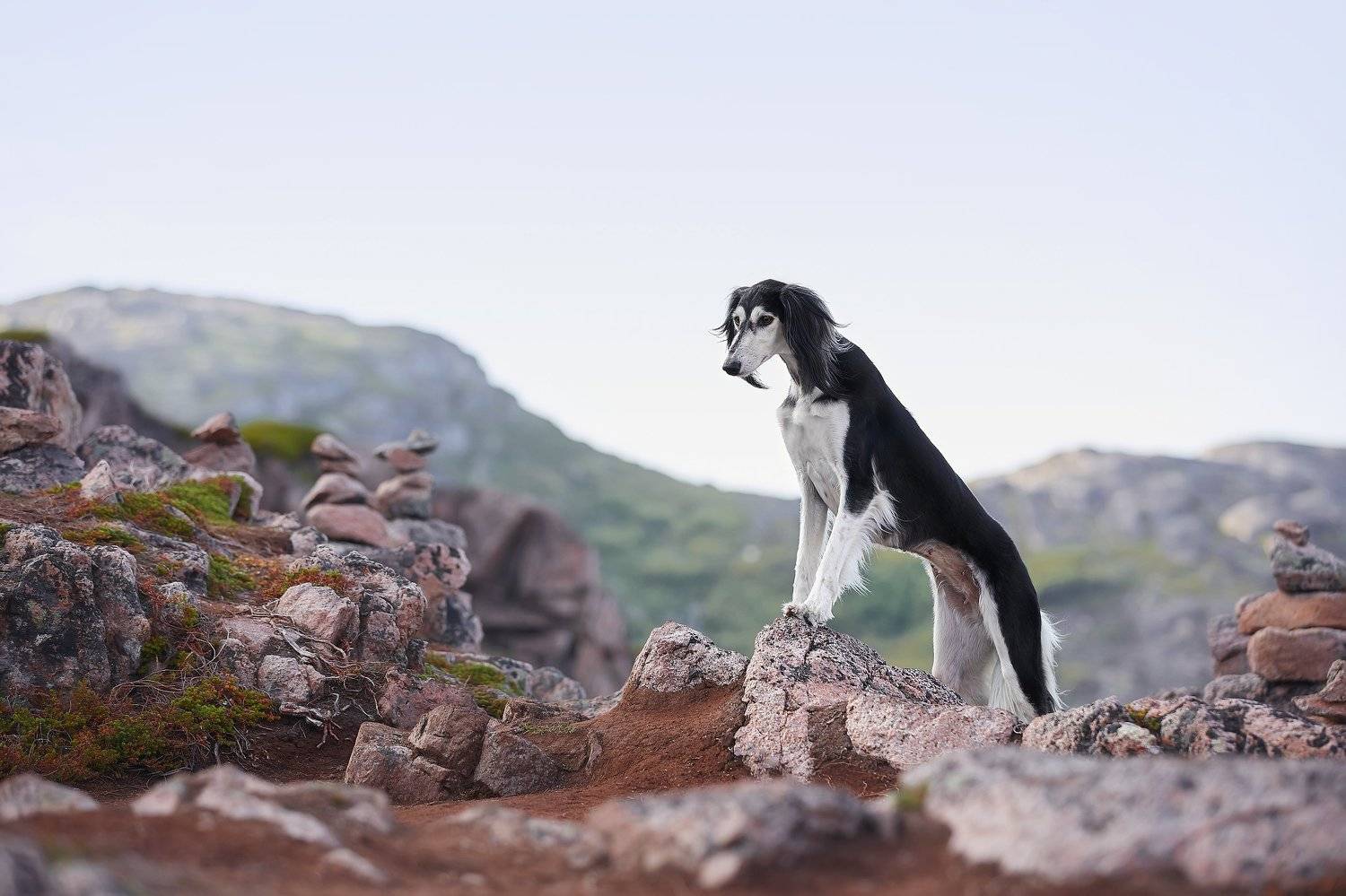 кольский, собаки, бордер колли, закат, Териберка, Лана Полякова
