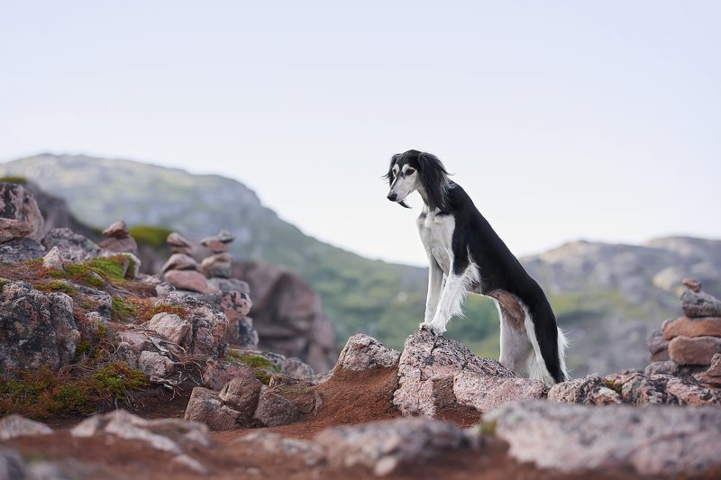 кольский, собаки, бордер колли, закат, Териберка Лея. Простор фото превью