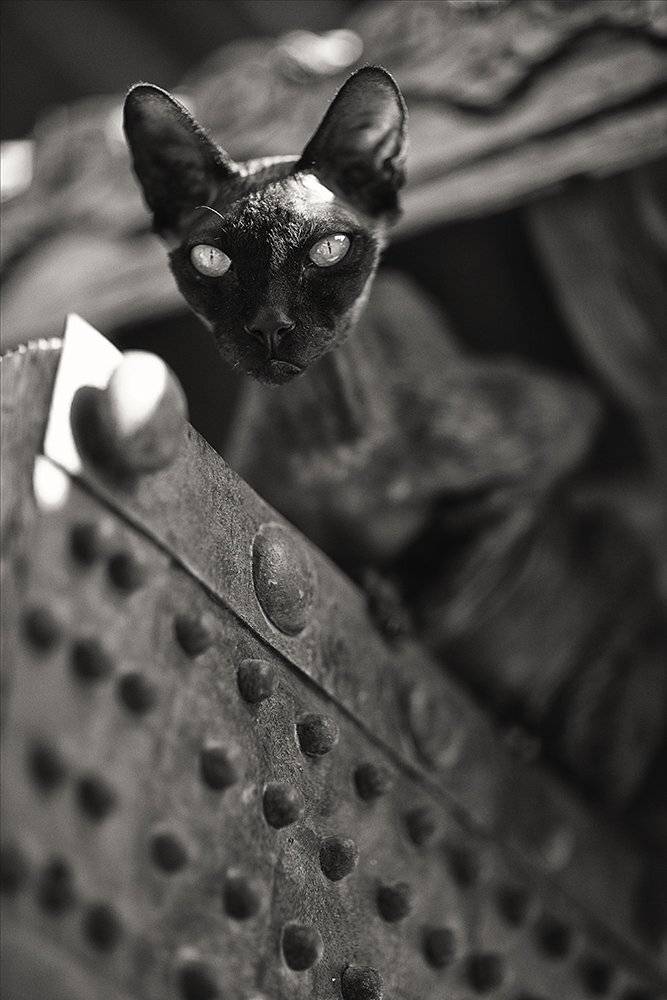 , Наталья Законова