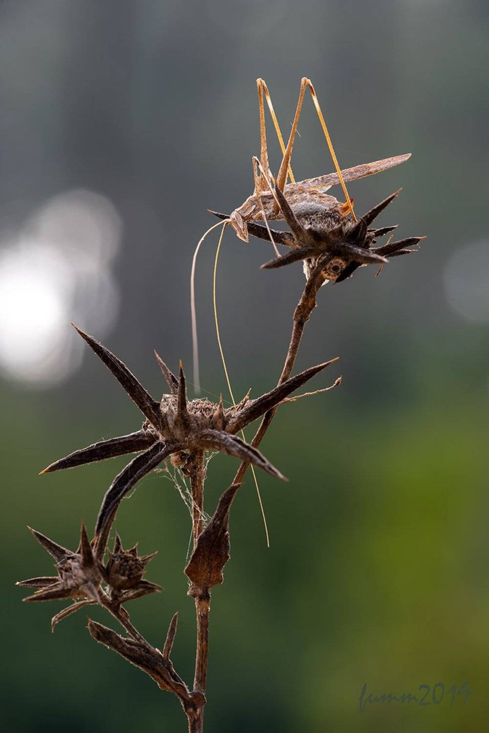 , Игорь ФУММ