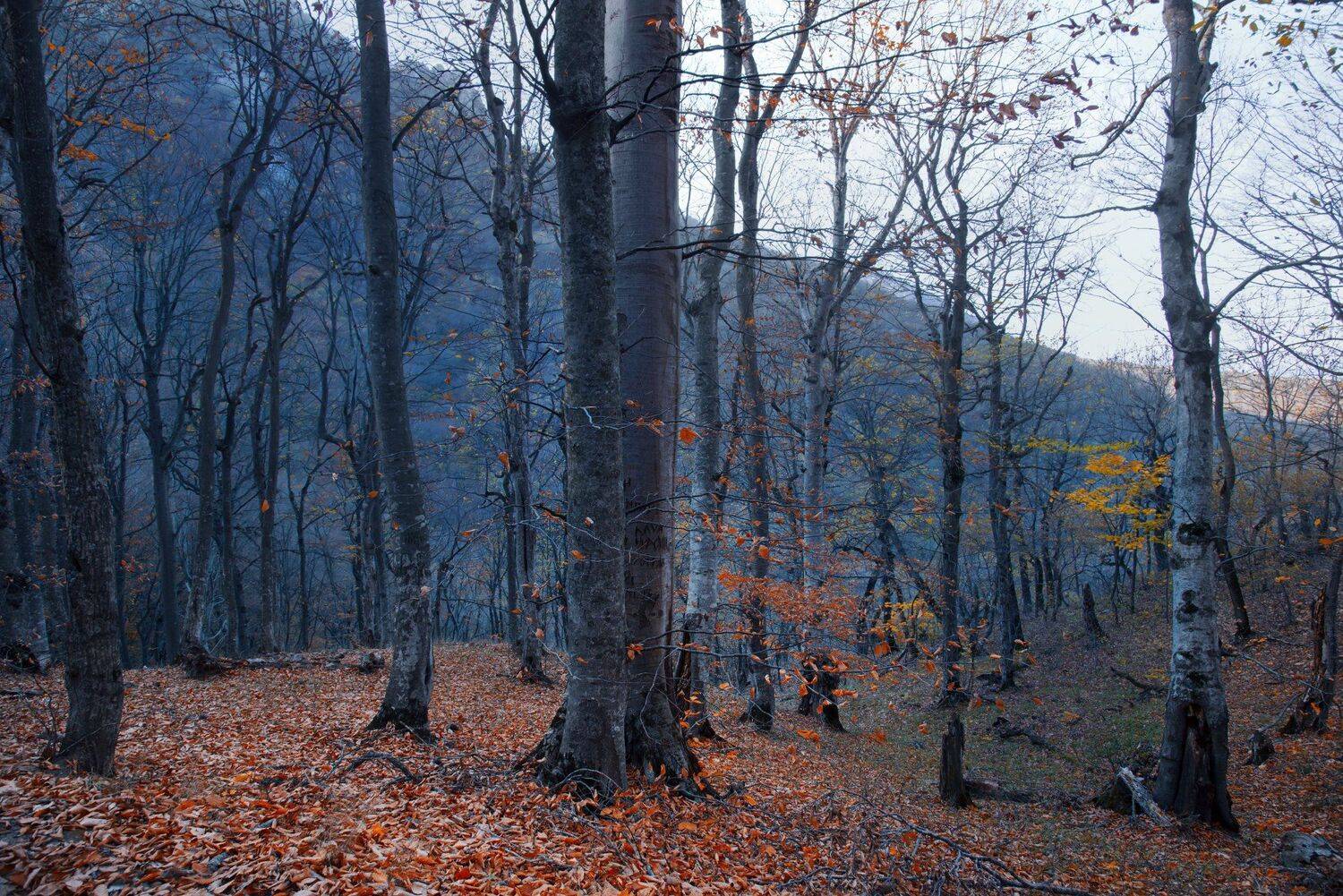 осень,горы,лес,пейзаж, Елена Брежицкая